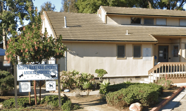 Santa Barbara County Animal Shelters Temporarily Close Due to Computer System Failure 
