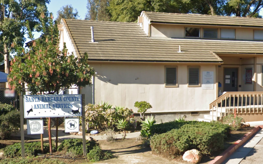 Santa Barbara County Animal Shelters Temporarily Close Due to Computer System Failure 