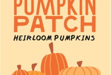 Montecito Country Mart Pumpkin Patch