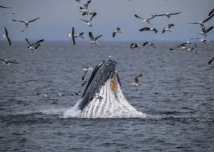 State Approves New Marine Protected Areas on the Central Coast 