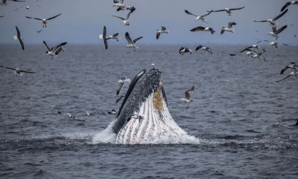 State Approves New Marine Protected Areas on the Central Coast 
