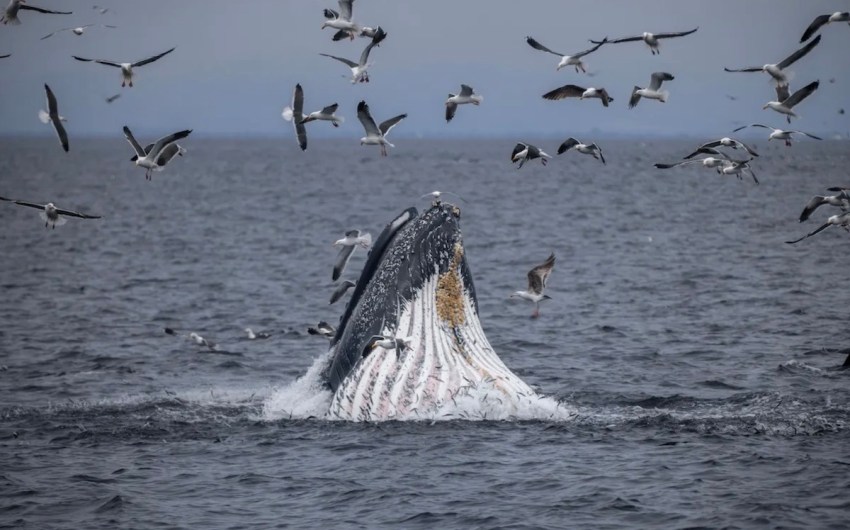 State Approves New Marine Protected Areas on the Central Coast 