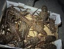 Five Fishermen Arrested for Poaching Lobsters off Goleta Pier