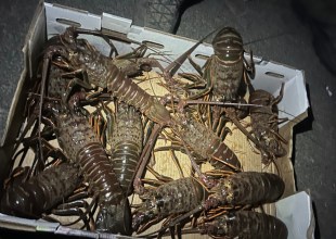 Five Fishermen Arrested for Poaching Lobsters off Goleta Pier