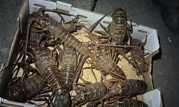 Five Fishermen Arrested for Poaching Lobsters off Goleta Pier