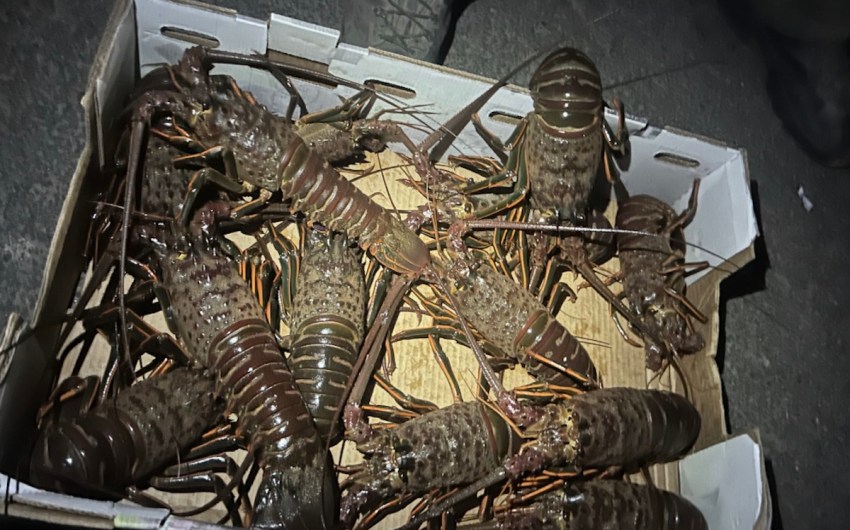 Five Fishermen Arrested for Poaching Lobsters off Goleta Pier