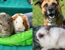 Grayson & Victor, Madison, and Bubz