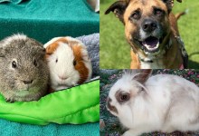 Grayson & Victor, Madison, and Bubz