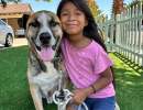 A Second Chance for Santa Barbara’s Senior Dogs