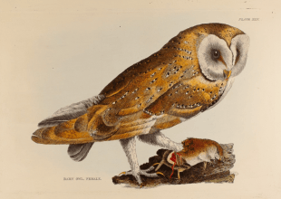 Selby’s Circles: Art & Nature in Romantic Britain Exhibition Opens October 9 