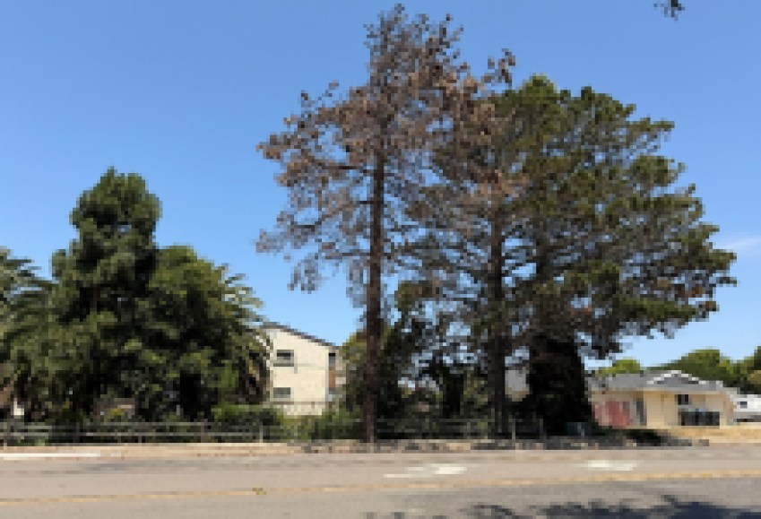 Tree Removal in Lompoc to Close One Lane on Highway 246 Beginning Tuesday, October 6