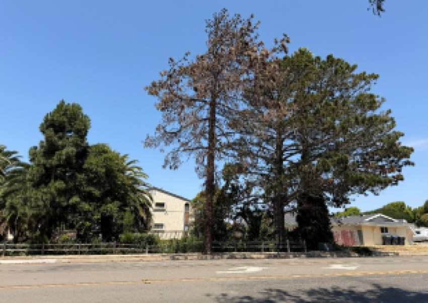 Tree Removal in Lompoc to Close One Lane on Highway 246 Beginning Tuesday, October 6