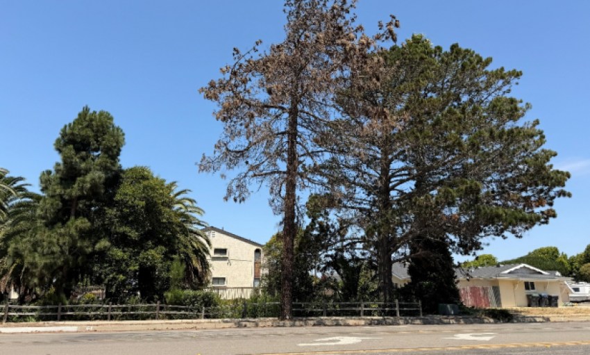 Tree Removal in Lompoc to Close One Lane on Highway 246 Beginning Tuesday, October 6