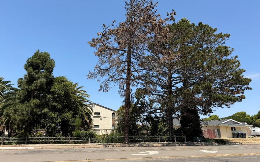 Tree Removal in Lompoc to Close One Lane on Highway 246 Beginning Tuesday, October 6